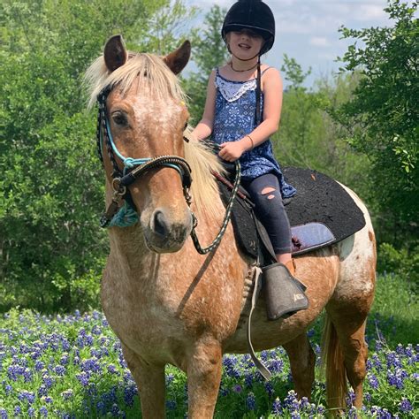 He is one of the brokest <strong>horses</strong> you will find around! Chevy has been used in little britches rodeos by previous owner and knows all playday events as well. . Beginner horses for sale in new england